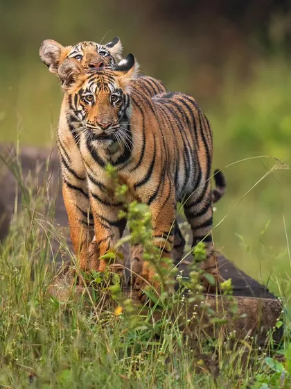 The heartthrobs of Pandherpauni, Choti Tara's two adorable cubs, captured in a playful moment.