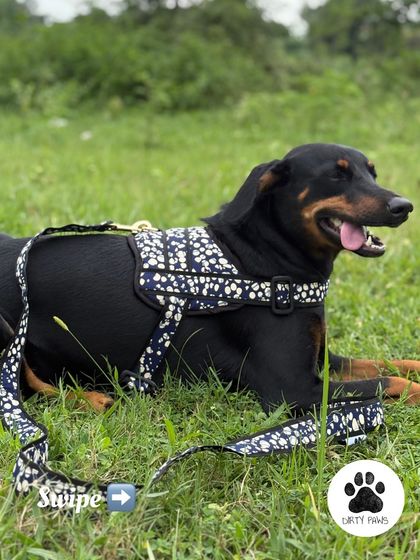 A relaxed moment with my dog lying in the grass, comfortably wearing the harness and matching leash set. This shows the gear is perfect for both walks and downtime.