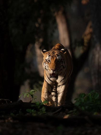 Junior Bajrang emerges from the shadows in Kanha, with golden winter light slicing through the canopy. I underexposed the shot to create this dramatic interplay of light and shadow.