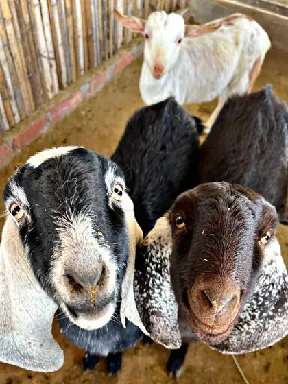 Get ready for some adorable encounters at our petting zoo. These friendly goats are just a few of the animals your family can meet, feed, and play with during your visit.