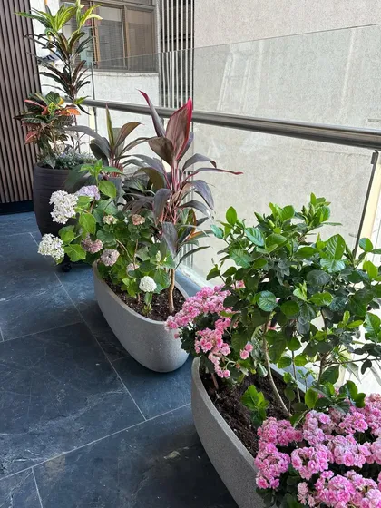 A beautiful combination of flowering and foliage plants in modern, oval-shaped planters. I paired pink Kalanchoe and white Hydrangeas with the deep red leaves of Cordyline plants for a colorful and textured display.