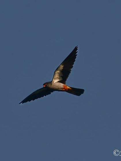 Avian Wonders: A World of Wings photo 17