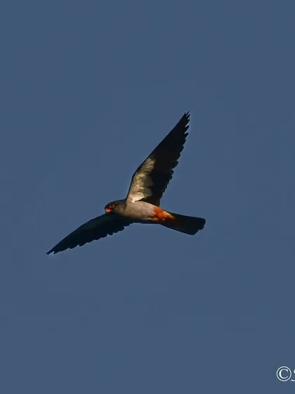 An Amur Falcon in flight, a migratory bird that travels thousands of kilometers. Seeing these birds in Mumbai is a seasonal treat and a testament to their incredible endurance.