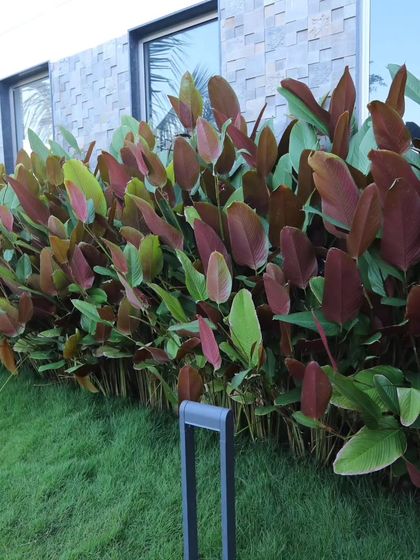 A closer look at the layered red and green leaves of the plants used for hedging. Selecting the right species is key to creating a successful and low maintenance plant border.