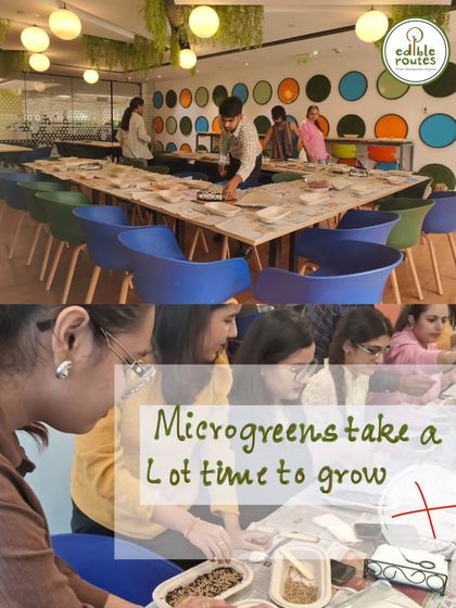 Myth busted: Microgreens do not take a lot of time to grow. In fact, most varieties are ready to harvest in just 7 to 14 days.