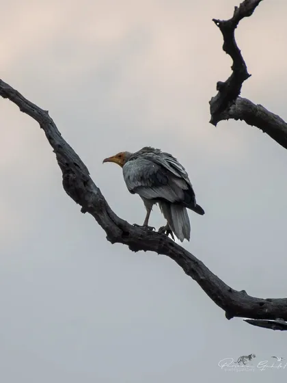 An Egyptian Vulture perched on a snag, a common sight in the parks of Uttarakhand.