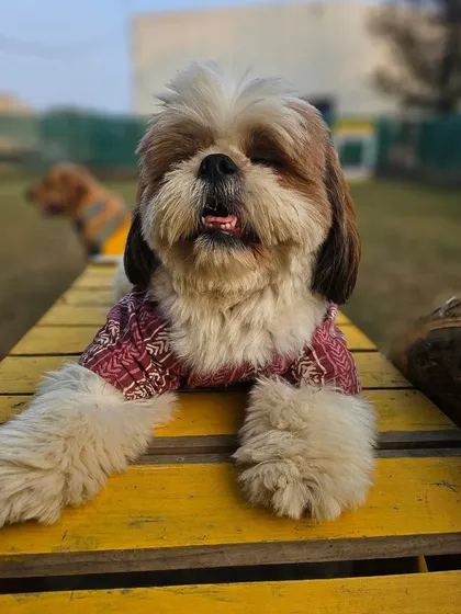 Happy Saturday from this stylish Shih Tzu, enjoying a moment of relaxation on our yellow play ramp.