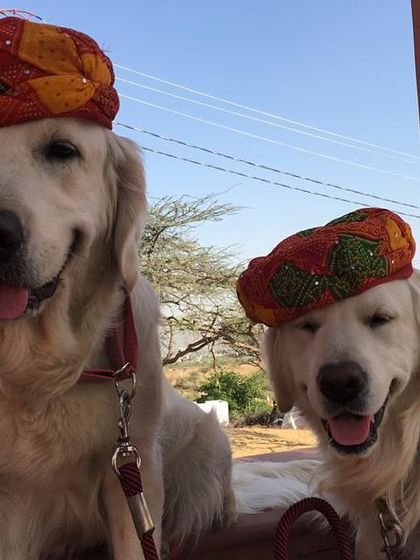 Deepthi - Dog Travel & Adventure Coaching Training for Real-World Adventures photo 5