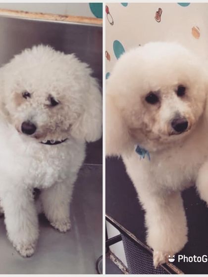 This white Poodle looks so fresh and clean after its spa day. A regular grooming schedule keeps their coat bright and free of tangles.