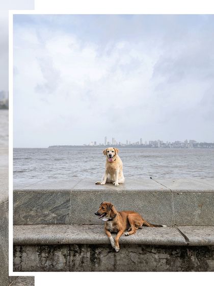 A stunning shot of two dogs, one a Labrador and one an Indie, posing at Marine Drive with the Mumbai skyline in the background.