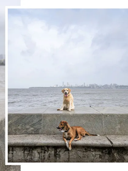 A stunning shot of two dogs, one a Labrador and one an Indie, posing at Marine Drive with the Mumbai skyline in the background.