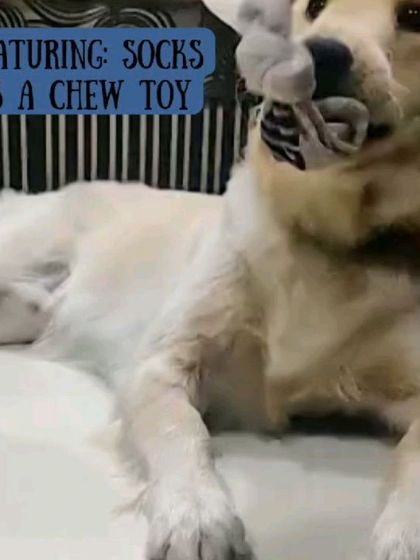 Look how happy this Golden Retriever is with a simple sock chew toy! It's an easy and free way to provide them with a satisfying activity.