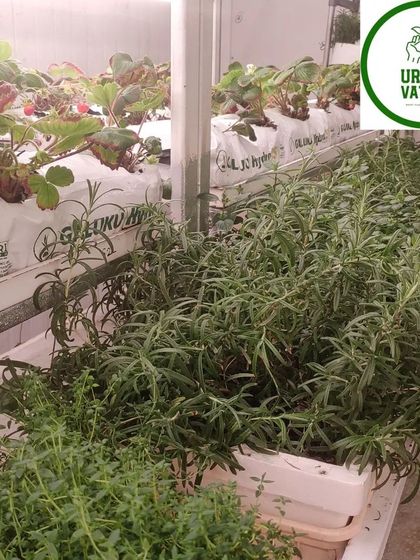 A mixed hydroponic setup showing strawberries and herbs like rosemary growing side-by-side.