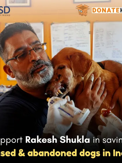 I am holding one of the thousands of dogs we have saved. Each one arrives with a story of abuse or abandonment. We are their last hope, and we rely entirely on your kindness to keep our promise of a safe, lifelong home.