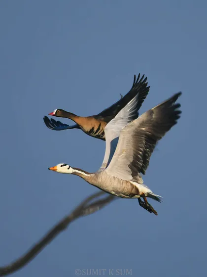 A fantastic moment: the rare Lesser White-fronted Goose flying alongside the more common Bar-headed Goose, offering a great comparison.
