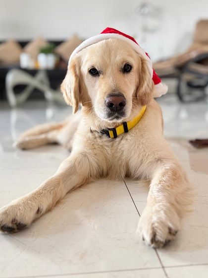 PL Paws - Dog Fostering Program Ready for Their Forever Home photo 3