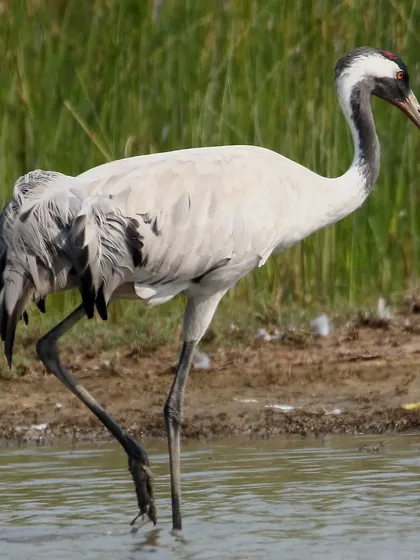 A Eurasian Crane wades gracefully through the water. With its long neck and distinctive "bustle" of feathers, it is one of the most elegant birds found in European and Asian wetlands.