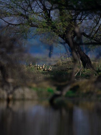 A flock of Lesser Whistling Ducks seen through the trees at the edge of a water body. The framing creates a sense of discovery, as if peeking into their world.