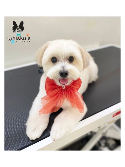 Furrybells Pet Grooming - Pet Grooming (Dogs & Cats) Breed-Specific Dog Styles photo 32