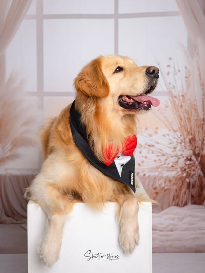 A relaxed and happy pose from the Golden Retriever, looking comfortable and content during his photoshoot.