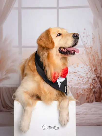 A relaxed and happy pose from the Golden Retriever, looking comfortable and content during his photoshoot.