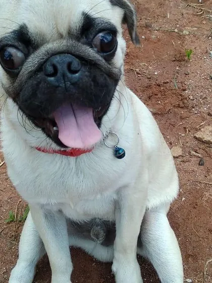 Just look at that smile. This happy little pug is loving the fresh air and sunshine during their vacation with us. We make sure every guest, big or small, feels right at home.