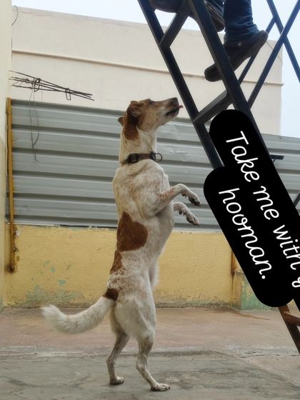 Take me with you hooman. This dog wants to join in on the roof repairs.