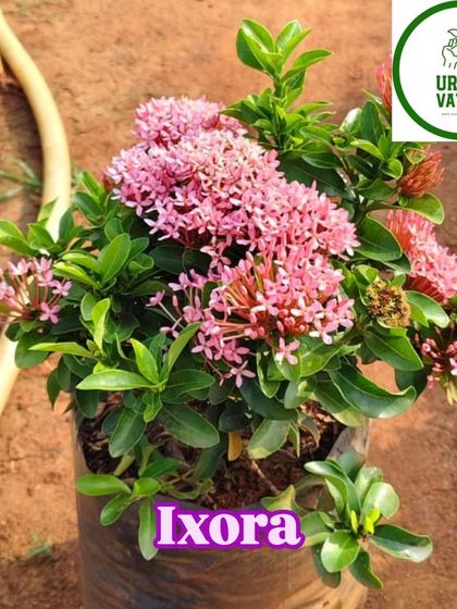 Another beautiful pink Ixora plant.