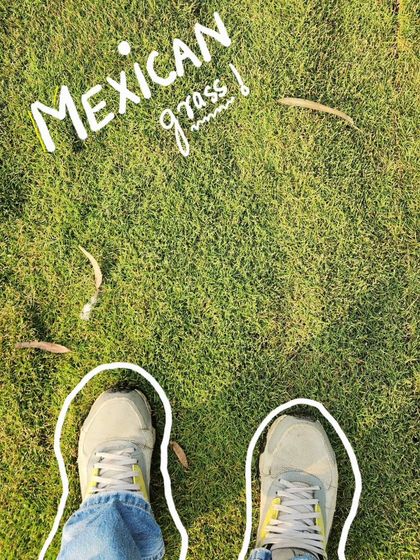 Delhi Gardner - Wholesale Plant & Turf Supply Natural Grass Turf: From Our Farm to Your Project photo 106