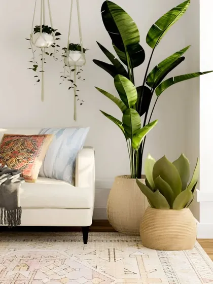 A living room setting featuring a tall Bird of Paradise and another floor plant in natural woven baskets, complemented by hanging macrame planters. This shows our ability to create a relaxed, residential feel.