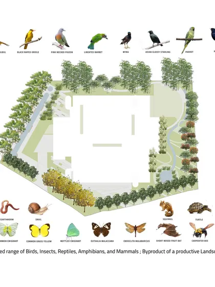 This plan projects the range of birds, insects, reptiles, and mammals that a productive landscape can support. It is a visual representation of my goal to design for biodiversity as a byproduct of thoughtful landscape architecture.