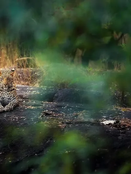 A leopard watches from the shadows in a central Indian jungle. Not everything wild makes a sound; some just watch and vanish. We track that silence.
