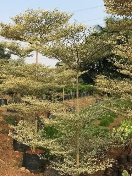 Another view of the Variegated Madagascar Almond trees at our nursery, showing their distinctive tiered branching structure.
