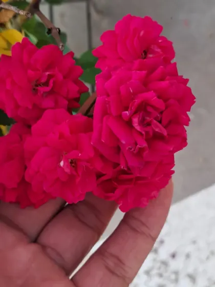 Bhardwaj - Urban Gardening Consultation A Riot of Colorful Flowers photo 98