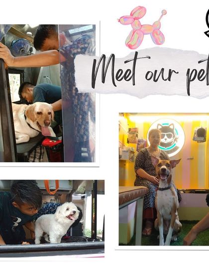 Pet Cartel - Mobile Pet Grooming Happy Tails: Customer Stories photo 10