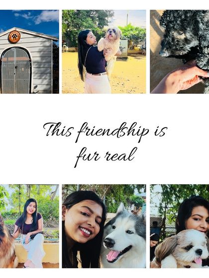 Another beautiful collage from a visitor, showing the entrance, cuddles with a Husky, and playtime with a German Shepherd.