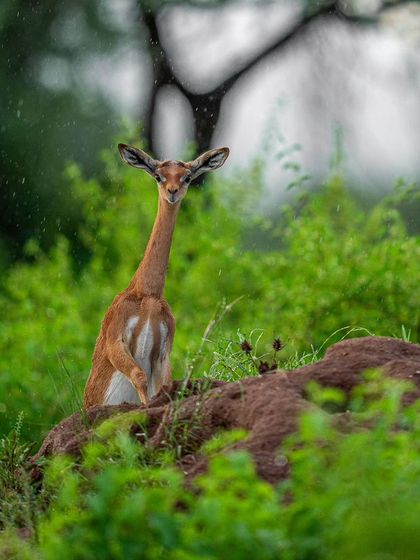 A Gerenuk, also known as the giraffe gazelle, stands on its hind legs to browse, a unique behavior seen in Samburu.