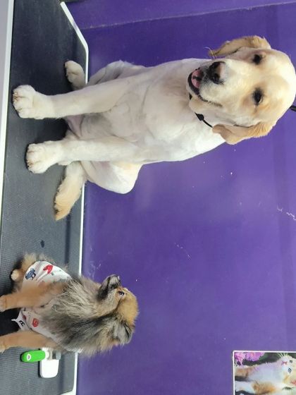 Bengaluru Pet Company - Pet Grooming Our Happy Clients photo 78