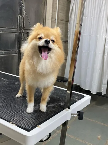 A big yawn after a relaxing day at the spa. This little one is ready for a nap.
