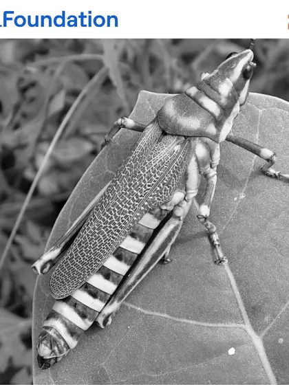 A large grasshopper showcases its intricate patterns. The presence of a wide variety of insects is a sign that our pesticide-free approach is working, allowing nature to find its own balance.