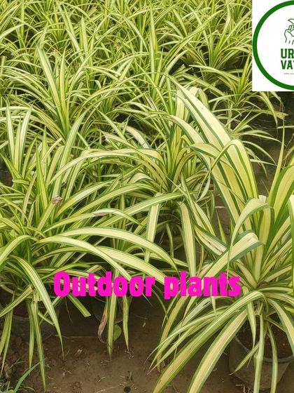 A field of Golden Spider Plants, showing their beautiful variegated leaves.