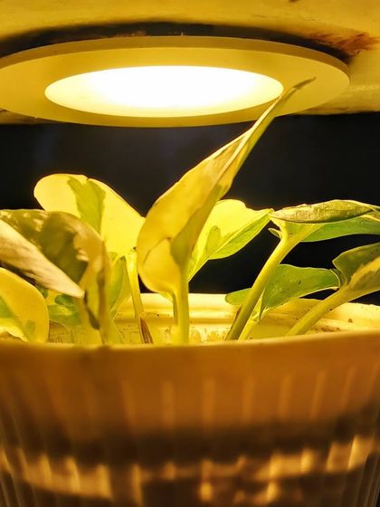 Bhardwaj - Gardening Product & Supply Consultation Indoor & Decorative Plants photo 22