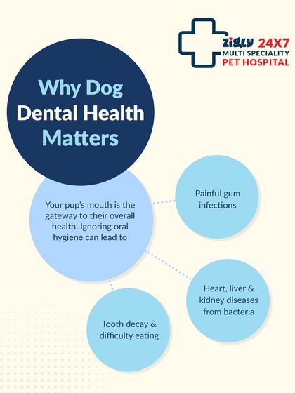 Zigly - Veterinary Services Specialized Care: Arthritis, Dental & Mobility photo 15