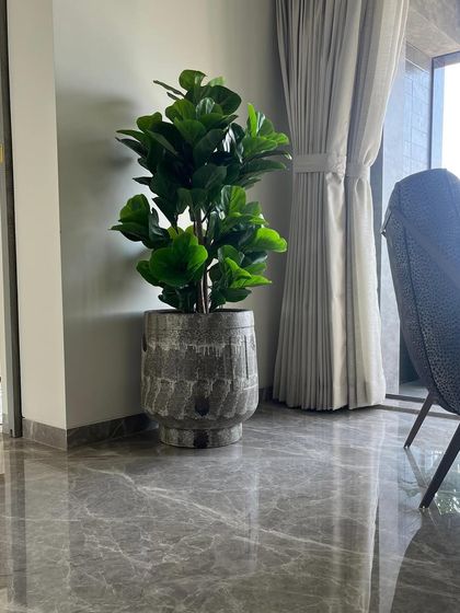 An artificial Fiddle Leaf Fig tree in a textured grey pot. It's a popular choice for filling a corner in a living room, providing height and greenery all year round.