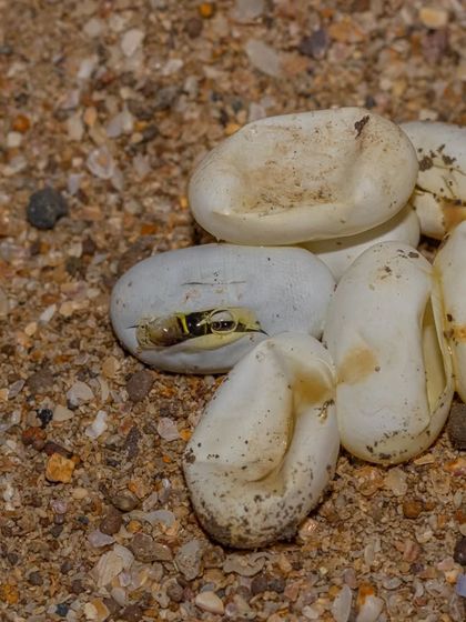 My Passion for Snakes photo 11