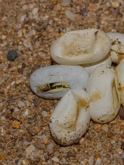 Rescue work sometimes means giving new life a chance. Here, a Buff-striped Keelback hatchling emerges from an egg we incubated after the clutch was found in a vulnerable location. It was a privilege to see them safely into the world.