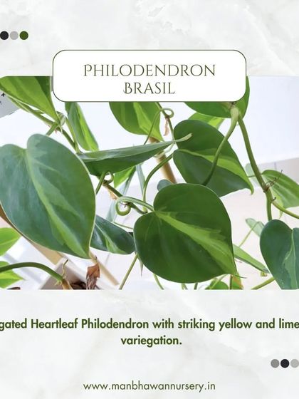 The Philodendron Brasil is a variegated Heartleaf Philodendron with striking yellow and lime green variegation that brightens up any space.