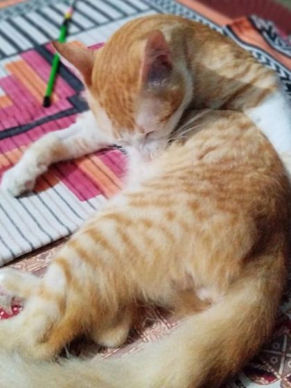 Tingmo in a classic cat-contortionist pose while grooming. He is a very clean and well-behaved boy.