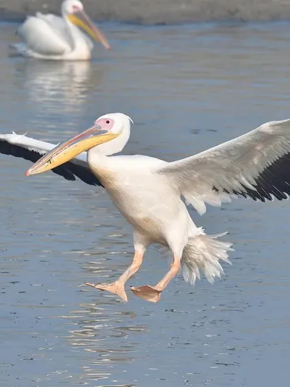 A pelican gracefully touches down on the water. Despite their enormous size, they are inventively engineered for buoyancy, making them appear peculiarly light.