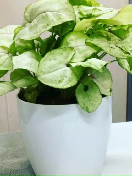 A Syngonium with lighter, almost white leaves, showcasing the variety within a single plant species. These are great for beginners as they are very forgiving and communicate their needs clearly.